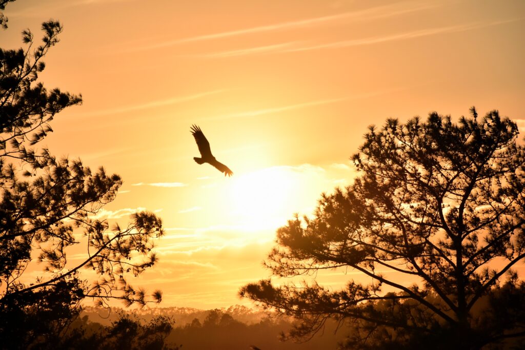 can your broken wing soar again?